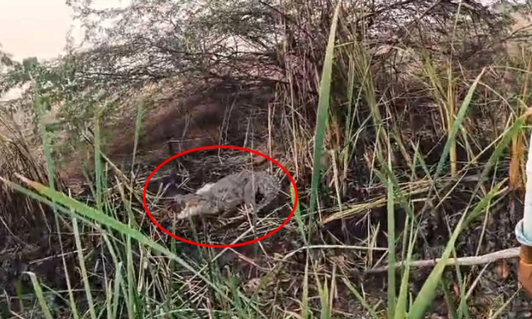 Wadgera; ಜಮೀನಿನಲ್ಲಿ ಕಾಣಿಸಿಕೊಂಡು ರೈತರಿಗೆ ಆತಂಕ ತಂದ ಮೊಸಳೆ