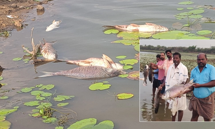 Davanagere: ಕೆರೆಗೆ ವಿಷ ಹಾಕಿದ ದುಷ್ಕರ್ಮಿಗಳು… ಸಾವಿರಾರು ಮೀನುಗಳ ಮಾರಣಹೋಮ