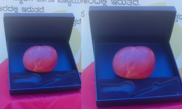 Miyazaki: ಧಾರವಾಡ ಮಾವು‌ ಮೇಳದಲ್ಲಿ ಗಮನ ಸೆಳೆದ 2.5 ಲಕ್ಷ ರೂ.ಬೆಲೆಯ ಮಿಯಾ ಜಾಕಿ ಮಾವು