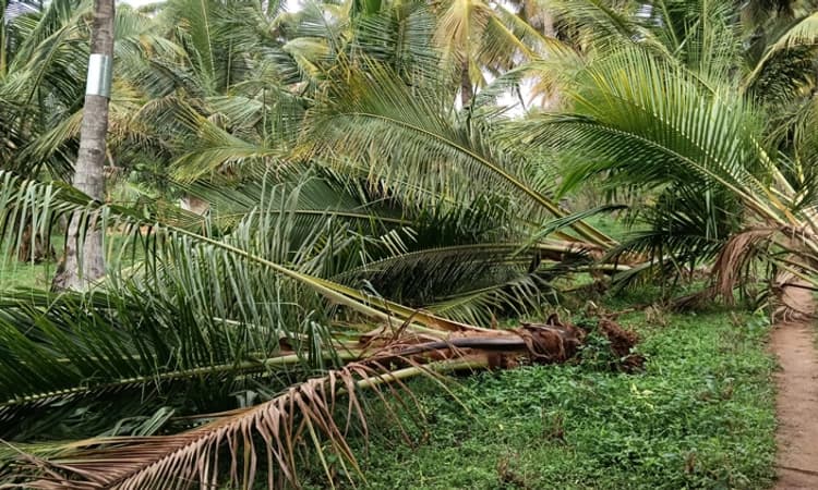 Ramanagara: ಬಿರುಗಾಳಿ ಮಳೆಯ ಅವಾಂತರ… ನೂರಾರು ಮರಗಳು ಧರೆಗೆ, ಹಾರಿ ಹೋದ ಮನೆಯ ಮೇಲ್ಛಾವಣಿ