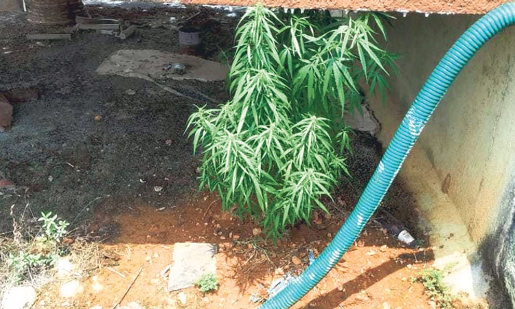 Subramanya: ಕಟ್ಟಡದ ಮಹಡಿಯಲ್ಲಿ ಗಾಂಜಾ ಗಿಡ ?