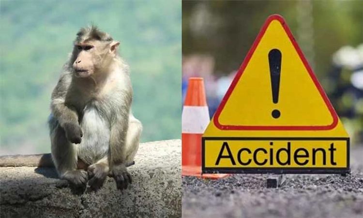 Car Crash: ರಸ್ತೆಗೆ ಲಗ್ಗೆ ಇಟ್ಟ ಕಪಿಗಳ ದಂಡು…ಕಾರು-ಟ್ಯಾಂಕರ್‌ ಡಿಕ್ಕಿ: ಮೂವರು ಮೃತ್ಯು