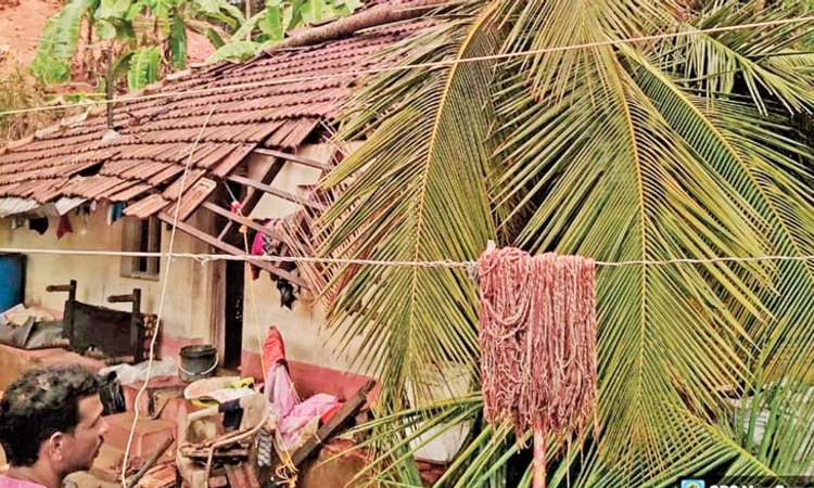 Rain ಅಬ್ಬರದ ಮಳೆ ಜತೆ ಅನಾಹುತಗಳ ಸುರಿಮಳೆ; ಕೃಷಿಗೆ ಹಾನಿ, ಉರುಳಿದ ಮರಗಳು