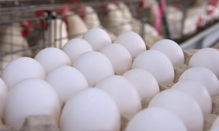 Market ಮೊಟ್ಟೆ ದರ ಏರಿಳಿತ: ಬಸವಳಿದ ಗ್ರಾಹಕರು