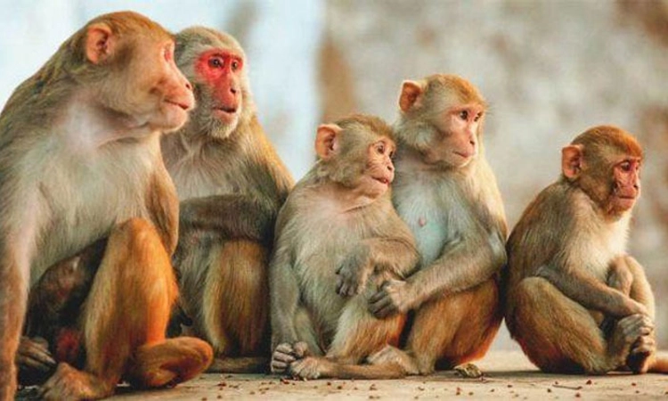 Hebri ಪರಿಸರದಲ್ಲಿ ಮಂಗಗಳ ಸಾವು; ಕಾಡಿಗೆ ತೆರಳುವಾಗ ಇರಲಿ ಜಾಗ್ರತೆ: ವೈದ್ಯರ ಎಚ್ಚರಿಕೆ