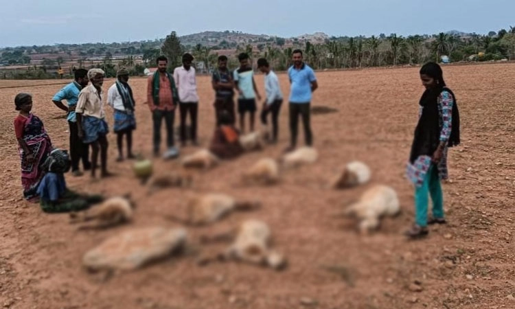 Gundlupete ವಿಷಕಾರಿ ಸೊಪ್ಪು ಸೇವಿಸಿ 10 ಕುರಿಗಳ ಸಾವು
