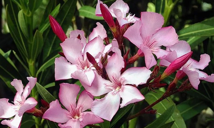 Kerala ದೇಗುಲಗಳಲ್ಲಿ ವಿಷಕಾರಿ ಅರಳಿ ಹೂಗಳ ಬಳಕೆಗೆ ನಿರ್ಬಂಧ