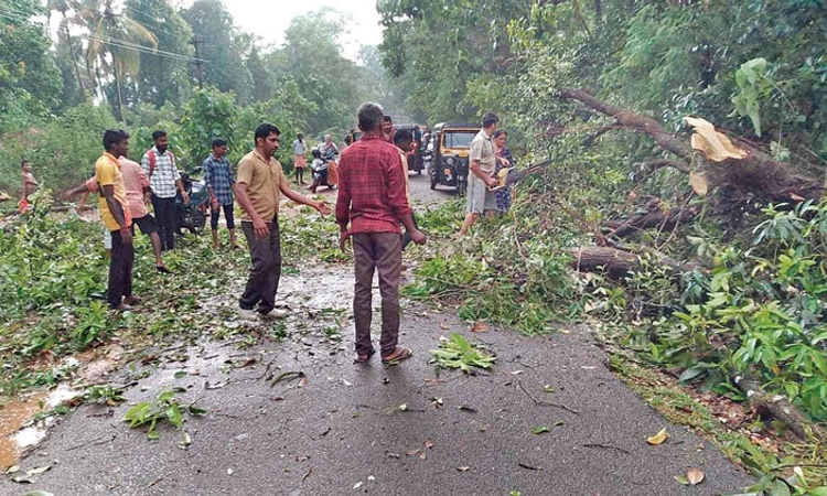Rain ಬೆಳ್ತಂಗಡಿಯ ಕೆಲವೆಡೆ ಗಾಳಿ- ಮಳೆಯಿಂದ ಮರ ಬಿದ್ದು ಹಾನಿ