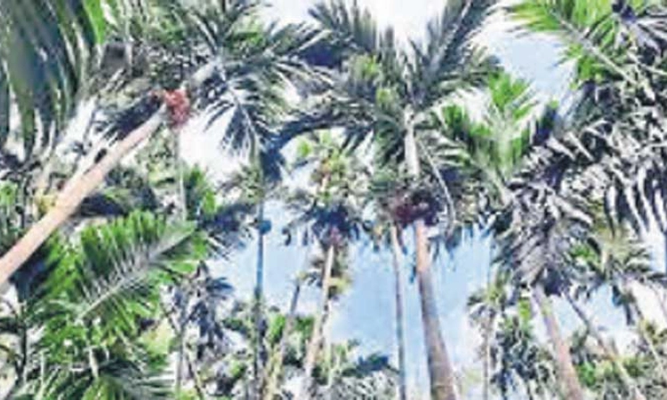 ಚಿಕ್ಕಮಗಳೂರು: 436 ಗ್ರಾಮಗಳಲ್ಲಿ ಕುಡಿವ ನೀರಿನ ಅಭಾವ