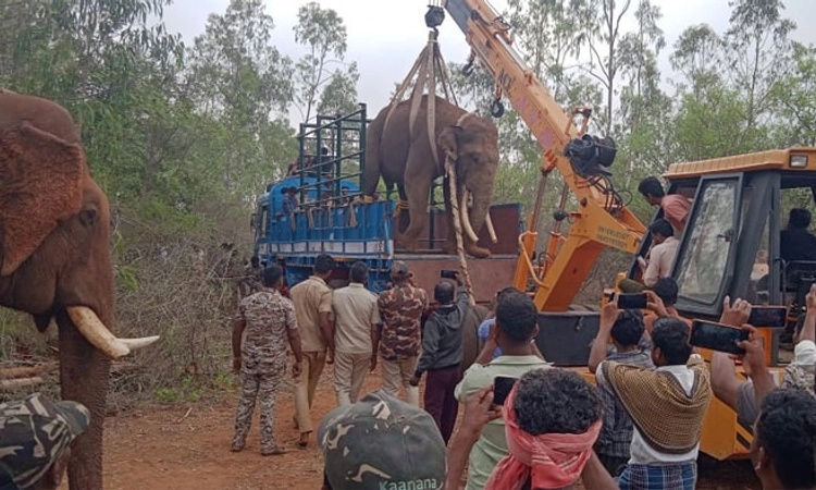 Gundlupete; ಸತತ‌ 25 ದಿನಗಳ ಕಾಲ ಕೂಂಬಿಂಗ್ ಯಶಸ್ವಿ:ಪುಂಡಾನೆ ಸೆರೆ