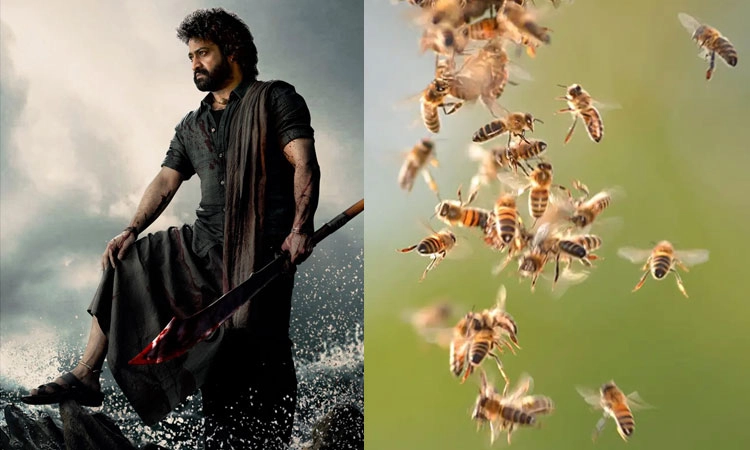 Tollywood: ಜೂ.ಎನ್‌ಟಿಆರ್ ʼದೇವರʼ ಚಿತ್ರತಂಡದ ಮೇಲೆ ಜೇನುನೊಣ ದಾಳಿ; ಕೆಲವರಿಗೆ ಗಾಯ
