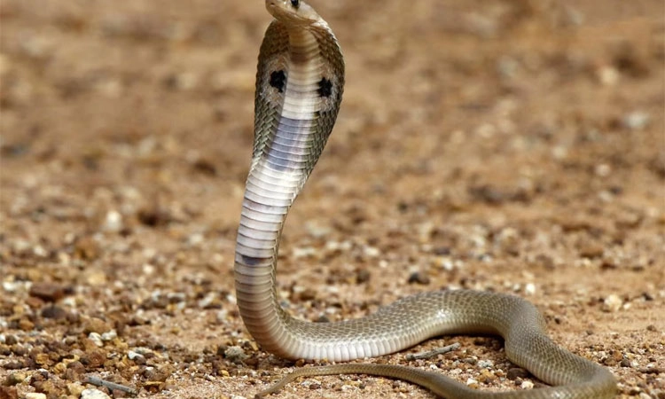 Snake; ನೀರಿಲ್ಲದ ಬಾವಿಗೆ ಬಿದ್ದ ನಾಗರಹಾವಿನ ರಕ್ಷಣೆ