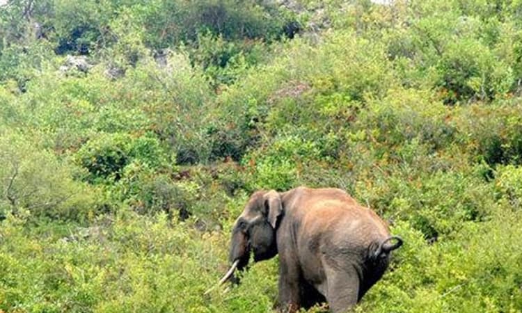 Chikkmagaluru; ಕಾಡಾನೆ ದಾಳಿಗೆ ಕೂಲಿ ಕಾರ್ಮಿಕ ಬಲಿ