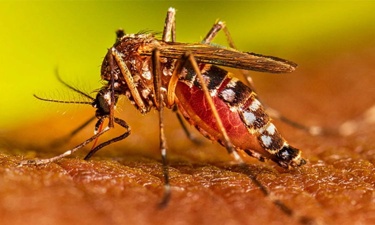 Dengue Fever; ಚೆನ್ನೈತ್ತೋಡಿ ಗ್ರಾ.ಪಂ. ವ್ಯಾಪ್ತಿಯಲ್ಲಿ ಡೆಂಗ್ಯೂ