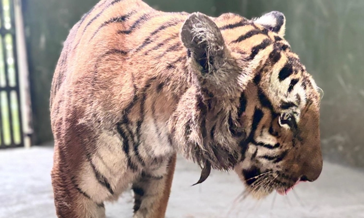 Shimoga: ತ್ಯಾವರೆಕೊಪ್ಪ ಧಾಮದಲ್ಲಿ ಮೃತಪಟ್ಟ ಹೆಣ್ಣು ಹುಲಿ ಅಂಜನಿ