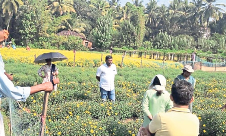Hemmadyಸೇವಂತಿಗೆ ತಳಿ ಸಂರಕ್ಷಣೆ: ತೋಟಗಾರಿಕೆ ಅಧಿಕಾರಿಗಳು,ಕೃಷಿ ವಿಜ್ಞಾನಿಗಳಿಂದ ಸ್ಥಳ ಭೇಟಿ