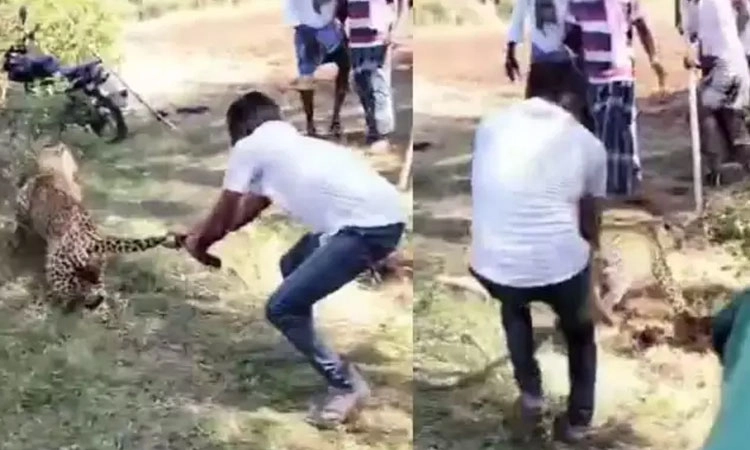 Tumakuru: ಬಾಲ ಹಿಡಿದು ಚಿರತೆ ಸೆರೆ ಹಿಡಿದ ಯುವಕ; ಅರಣ್ಯ ಸಿಬ್ಬಂದಿ ಶಾಕ್‌!