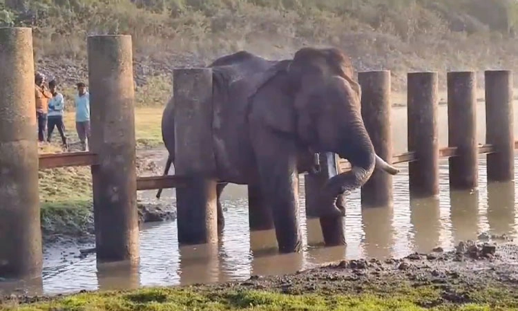 Hunsur: ಬ್ಯಾರಿಕೇಡ್ ಗೆ ಸಿಲುಕಿದ ಗಜರಾಜ