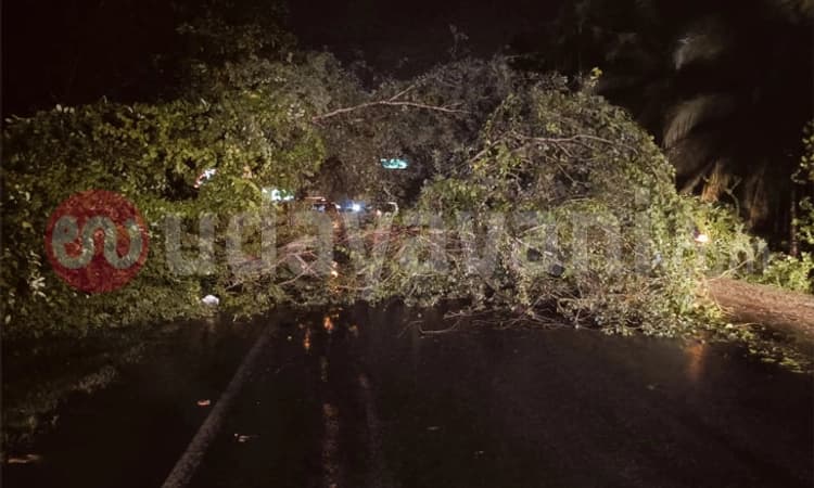 Kunigal; ಭಾರಿ ಗಾಳಿ ಮಳೆ: ರಾಜ್ಯ ಹೆದ್ದಾರಿಗೆ ಬಿದ್ದ ಬೃಹತ್ ಮರ