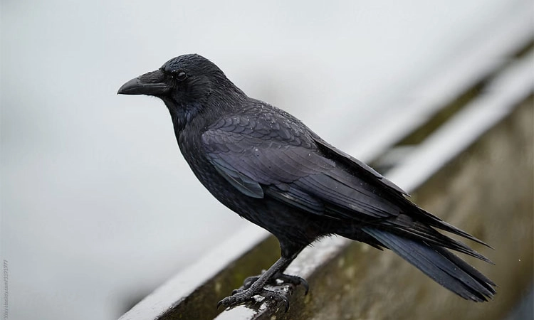 ಕಾಗೆಯ ಗುಣಗಳನ್ನು ಅಳವಡಿಸಿಕೊಳ್ಳೋಣ