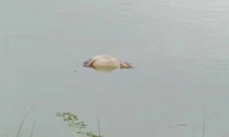 ಕೃಷ್ಣ ನದಿ ಪಾತ್ರದಲ್ಲಿ ಹಸುವನ್ನು ಬಲಿ ಪಡೆದ ಮೊಸಳೆ