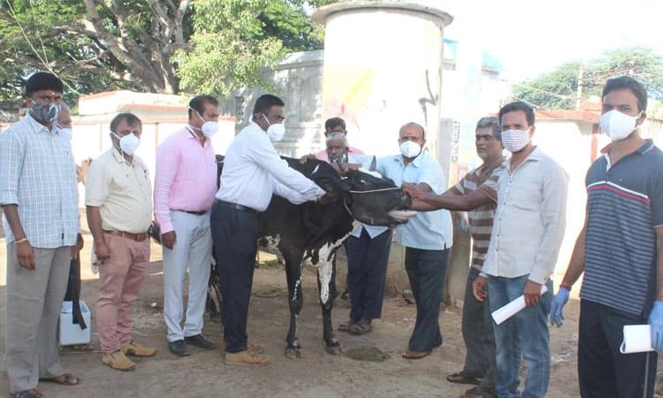 ರಾಸುಗಳ ಕಾಲುಬಾಯಿ ರೋಗ ತಡೆಗೆ ಲಸಿಕೆ ಹಾಕಿಸಿ