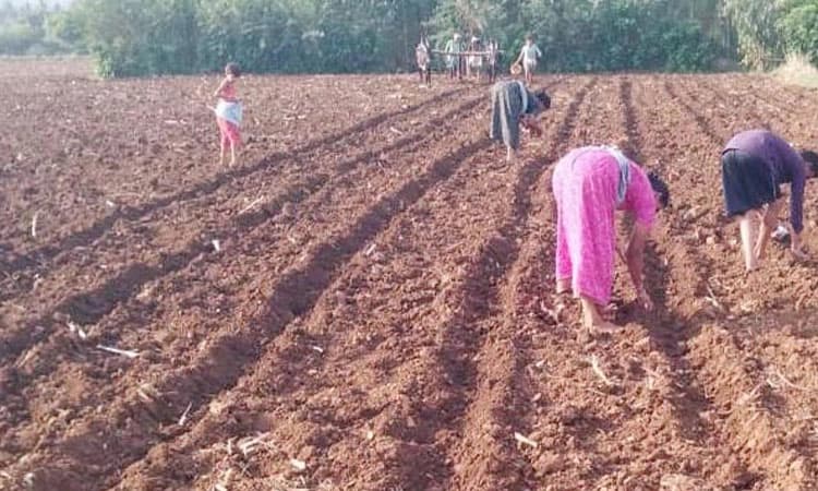 ಉತ್ತಮ ಮುಂಗಾರು; ಕೃಷಿ ಚಟುವಟಿಕೆ ಶುರು