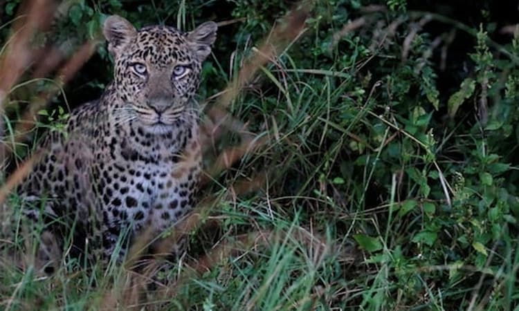 ಅಣ್ಣನ ಬರ್ತ್‌ಡೇ ಪಾರ್ಟಿ ವೇಳೆಯೇ ಚಿರತೆ ದಾಳಿಗೆ 5ರ ಬಾಲಕಿ ಬಲಿ!