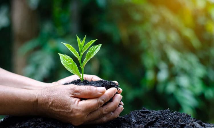 ಪರಿಸರ ಸಂರಕ್ಷಣೆ: ವೈಯಕ್ತಿಕ ಜವಾಬ್ದಾರಿಗಳು