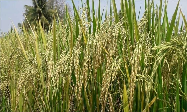 ಭತ್ತದ ನಾಟಿಗೆ ಸಸಿ ಮಡಿ ಕಾರ್ಯ ­