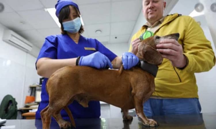 Carnivak-Cov; ಮನುಷ್ಯರ ನಂತರ ಈಗ ರಷ್ಯಾದಲ್ಲಿ ಪ್ರಾಣಿಗಳಿಗೂ ಕೋವಿಡ್ ಲಸಿಕೆ ನೀಡಲು ಆರಂಭ!