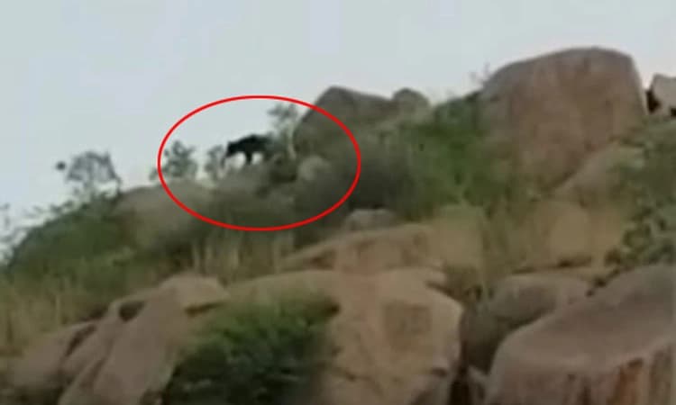 ಜಯನಗರದ ಮಳೆಮಲ್ಲೇಶ್ವರ ಗುಡ್ಡದಲ್ಲಿ ಕರಡಿ ಪ್ರತ್ಯಕ್ಷ : ಭಯಭೀತರಾದ ಜನತೆ