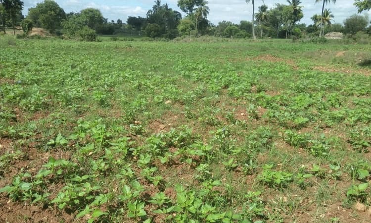 ಕೃಷಿ ಚಟುವಟಿಕೆಗಳಿಗೆ ಕೊರೊನಾ ಕಾರ್ಮೋಡ