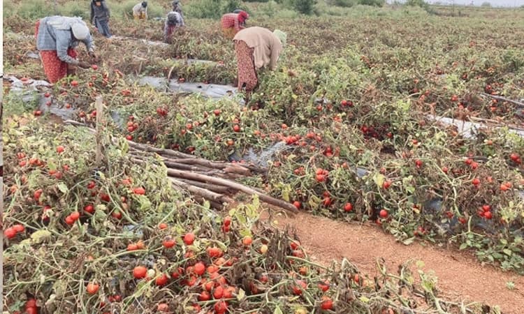 ಬೆಲೆ ಇಲ್ಲದೆ ಗಿಡದಲ್ಲೇ ಉಳಿದ ಟೊಮೆಟೋ