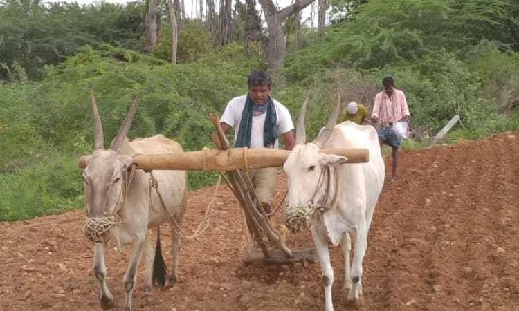 ಪೂರ್ವ ಮುಂಗಾರು ಬಿತ್ತನೆ ಕುಂಠಿತ
