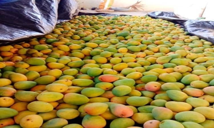 ಈ ಬಾರಿಯೂ “ಹುಳಿ’ಯಾಯ್ತು ಮಾವು