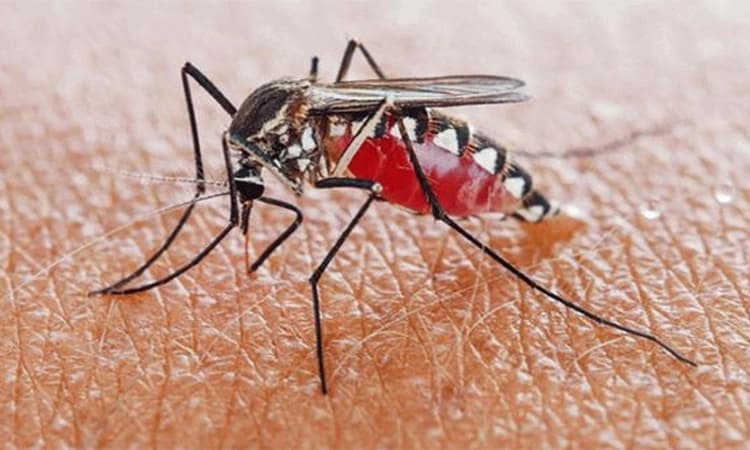 Udupi: ಎಲ್ಲೆಡೆ ಜ್ವರ, ಶೀತ, ಕೆಮ್ಮು 