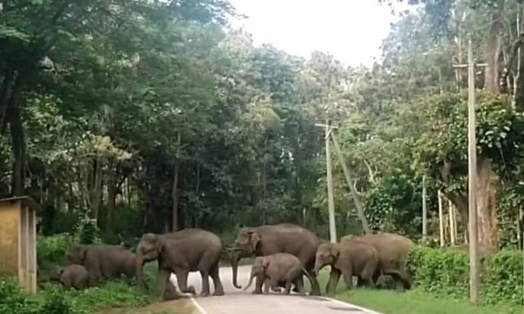 Madikeri: 32 ಆನೆಗಳ ಕಾಡಿಗಟ್ಟಿದ ಅರಣ್ಯ ಸಿಬ್ಬಂದಿ