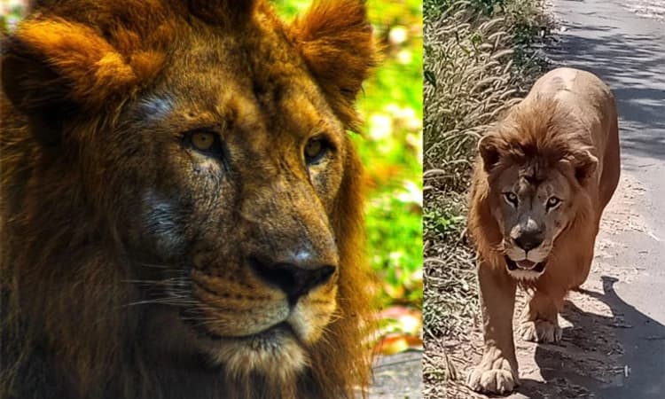 Tyavarekoppa ಸಿಂಹಧಾಮದ ಹಿರಿಯ ಸಿಂಹ ಆರ್ಯ ಇನ್ನಿಲ್ಲ