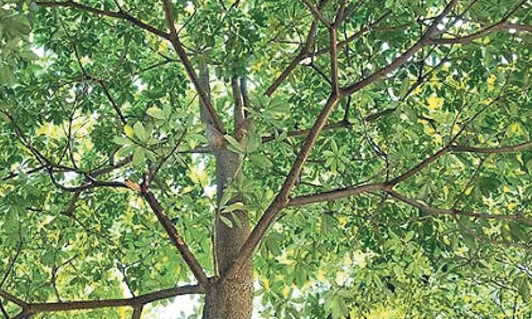 Tulu Tradition: ಆ.4 ಆಟಿ ಅಮಾವಾಸ್ಯೆ- ರೋಗ ನಿರೋಧಕ ಸಪ್ತಪರ್ಣಿ ಕಷಾಯ