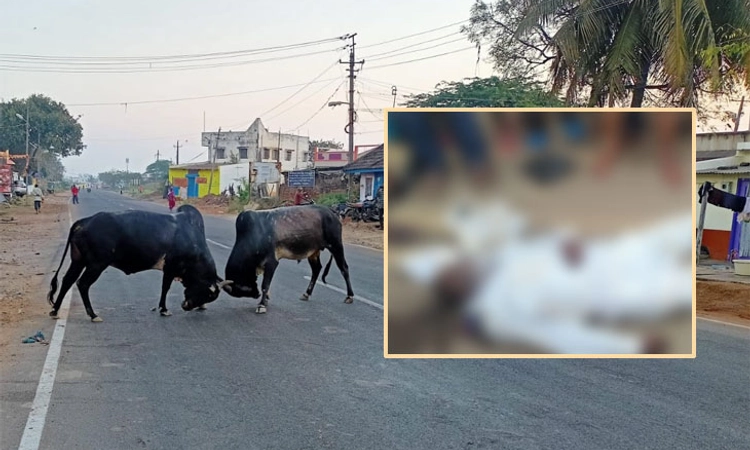 Gadag: ಬಿಡಾಡಿ ಗೂಳಿ ಗುದ್ದಿ ವೃದ್ಧ ಸ್ಥಳದಲ್ಲೇ ಸಾವು