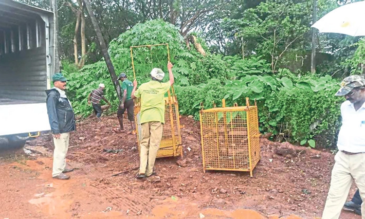 Manipal: ಚಿರತೆ ಹಲವೆಡೆ ಓಡಾಟ, ಹೆಚ್ಚಿದ ಆತಂಕ