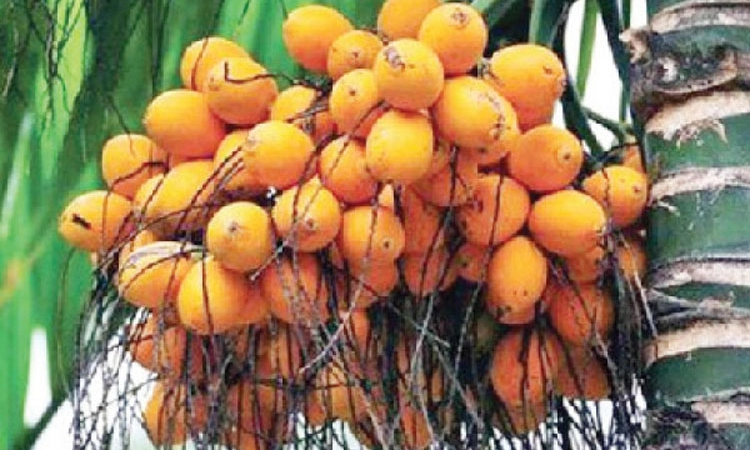 Areca Nut ಕಳ್ಳಸಾಗಣೆ ಸಂಘಟಿತ ಅಪರಾಧ: ಪ್ರಭಾ ರಾವ್‌