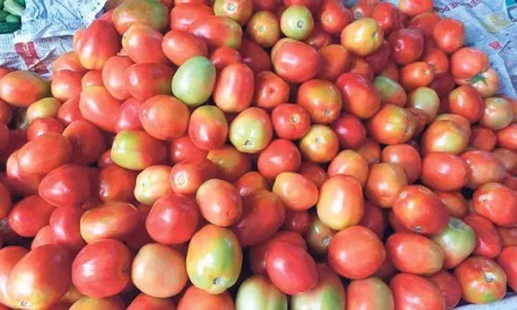 Delhiಯಲ್ಲಿ ಕೇಂದ್ರದಿಂದ ಟೊಮೆಟೋ ಮಾರಾಟ: ಕೆ.ಜಿ.ಗೆ 60 ರೂ. ನಿಗದಿ