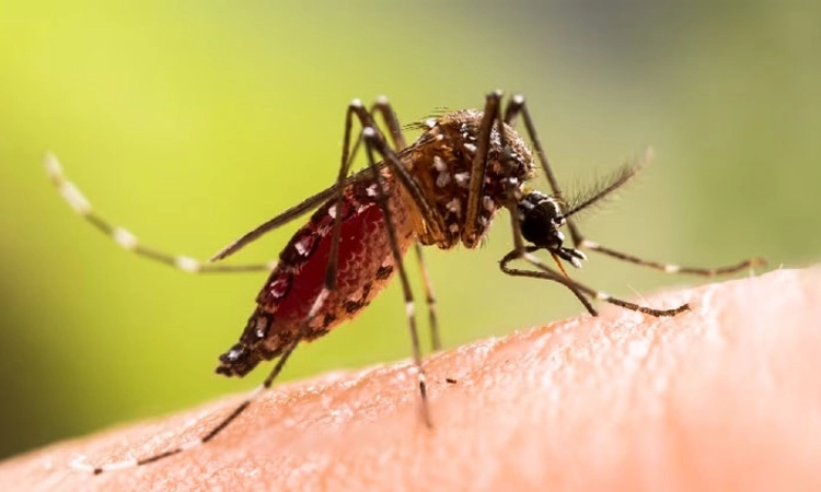 Dengue Case 216 ಮಂದಿಯಲ್ಲಿ ಡೆಂಗ್ಯೂ ದೃಢ: ಸೋಂಕಿತರ ಸಂಖ್ಯೆ 17ಸಾವಿರಕ್ಕೆ ಏರಿಕೆ