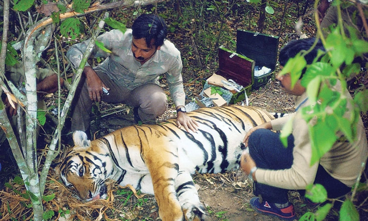 World Tiger Day: ಕಂಡನಾ ಹುಲಿರಾಯನು…ಹುಲಿಯೊಂದಿಗೆ ಮುಖಾಮುಖಿ