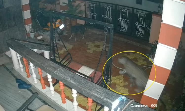 Leopard… ಪೆರಂಪಳ್ಳಿ: ಮಣಿಪಾಲದ ಮನೆ ಬಾಗಿಲಲ್ಲಿ ಚಿರತೆ ಪ್ರತ್ಯಕ್ಷ !