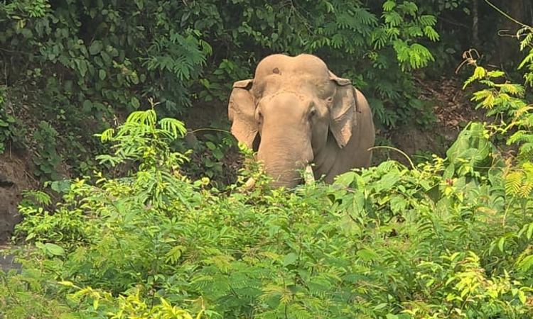 Elephant attacks; 5 ವರ್ಷದಲ್ಲಿ ಆನೆ ದಾಳಿಗೆ ರಾಜ್ಯದ 160 ಮಂದಿ ಸಾವು