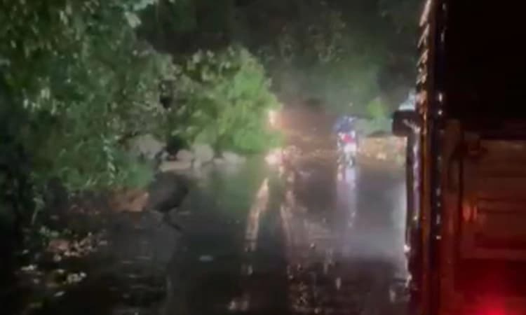 ಚಾರ್ಮಾಡಿ ಘಾಟಿ ; ರಸ್ತೆಗೆ ಅಡ್ಡಲಾಗಿ ಬಿದ್ದ ಮರ: ವಾಹನ ಸಂಚಾರಕ್ಕೆ ತಾತ್ಕಾಲಿಕ ತಡೆ