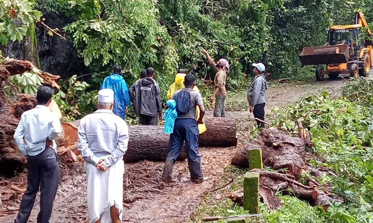Kodagu: ಗಾಳಿ ಮಳೆಯ ಹೊಡೆತಕ್ಕೆ ಧರೆಗುರುಳಿದ ಮರಗಳು, ಕುಸಿದ ಧರೆ: ಹಲವೆಡೆ ಆತಂಕ ಸೃಷ್ಟಿ